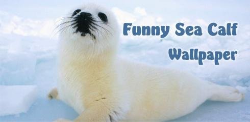 Funnyи Sea Calf Wallpaper v1.0