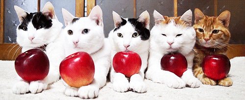 apples