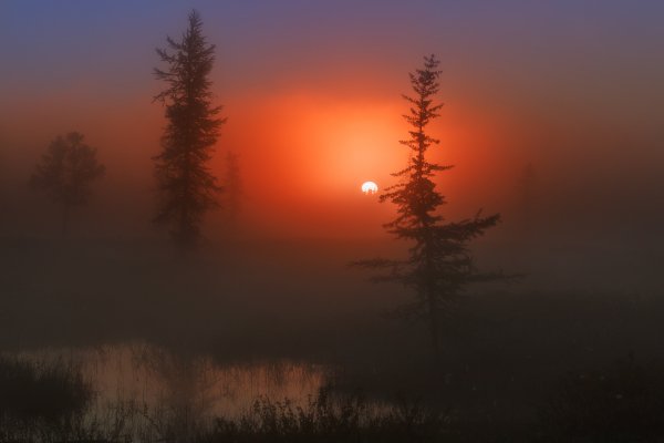 utro-tuman-solnce-derevya