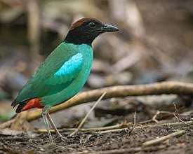 px-Hooded Pitta