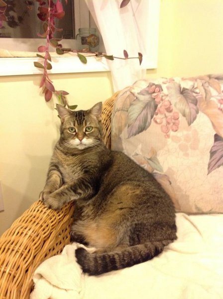 photo-animals-1211-2014-21