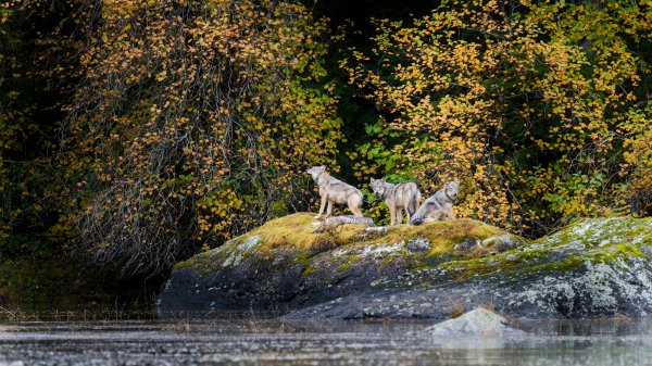 CanadaWolves ROW1146778576 UHD