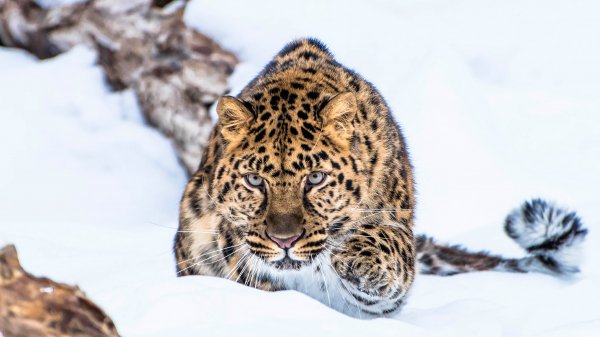 file_95033350