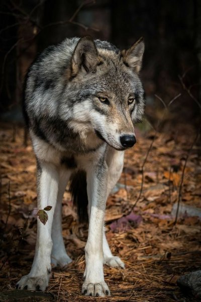 file_91450901