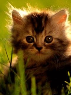 Cat and Dogs