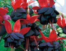 images (61)