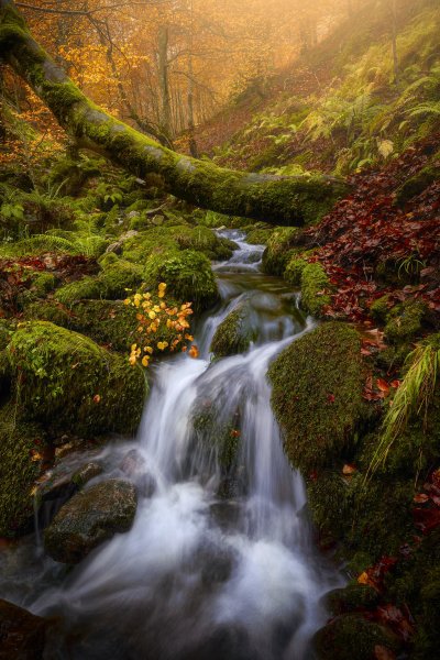 siriapps nature 65809