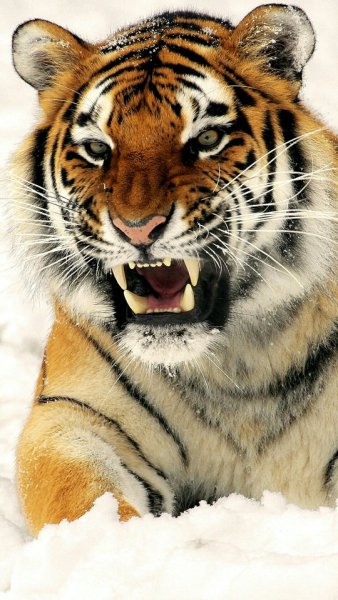 Roaring tiger