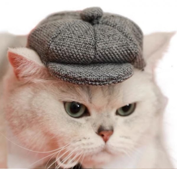Кот в кепке