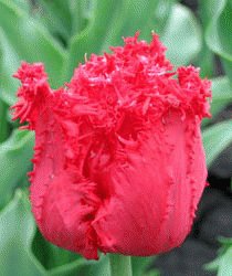 file_85274729