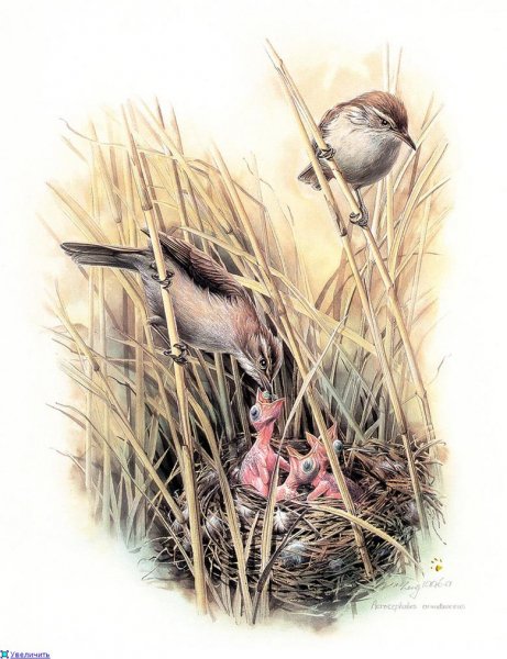 Zeng Xiao Lian - Acrocephalus arundinaceus Дроздовидная камыш