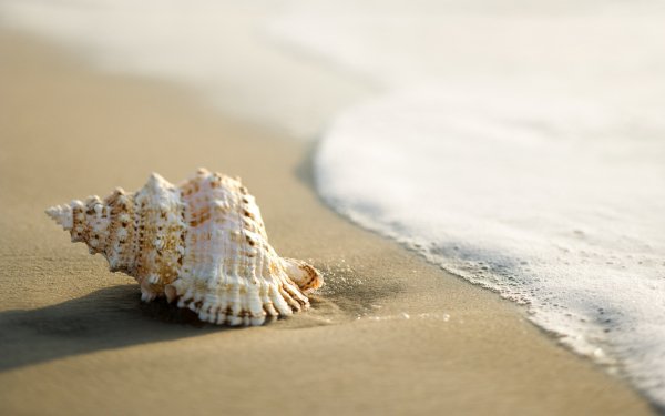 Wallpapers 7244
