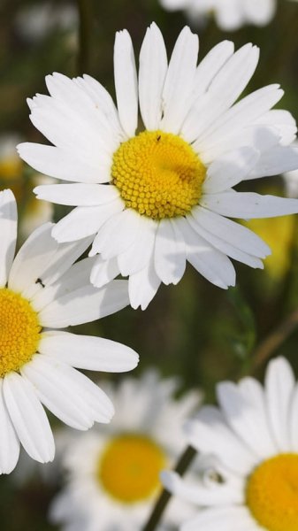 wallpaper 480x854 5 20
