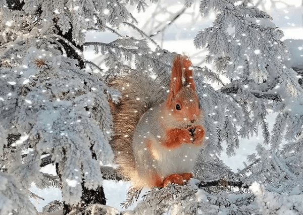 gif 1480757067