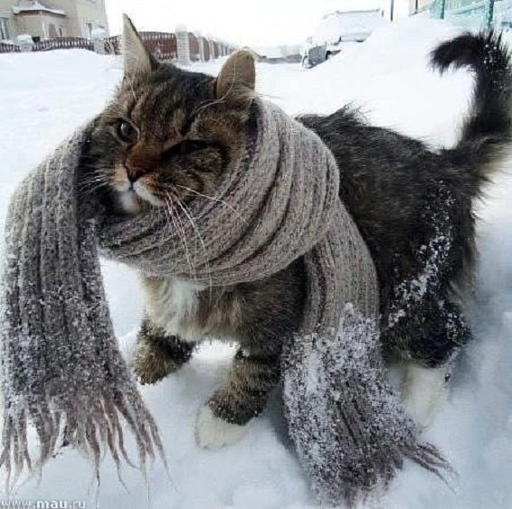 Зимние коты (8)