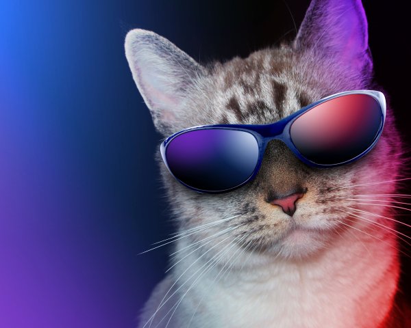 Cats Glasses Snout 453429