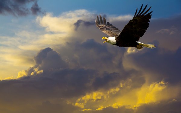 Birds of Many Feathers 3