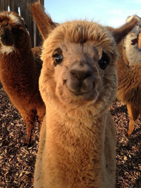 s1200