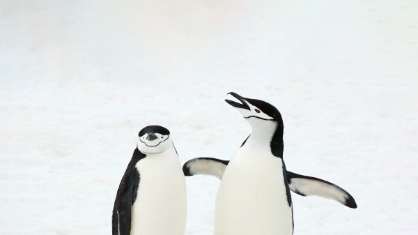 FestivusPenguins ROW6524823680 UHD