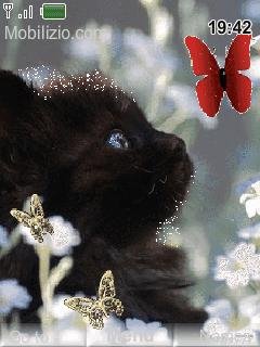 Котик и бабочки