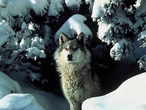 file_81061115