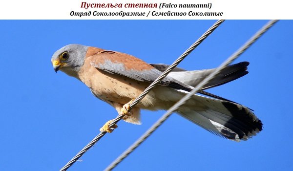 Пустельга степная (Falco naumanni)