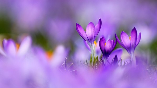 PurpleCrocus ROW6467551673 UHD