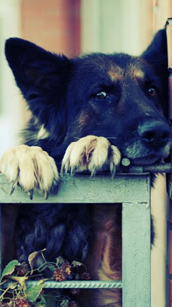 wallpaper 480x854 6 34