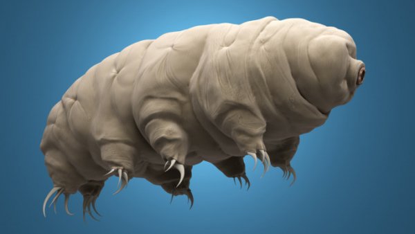 d41c33f3-d8b7-4c68-8546-f3d23d0b95da Tardigrade-water-bear