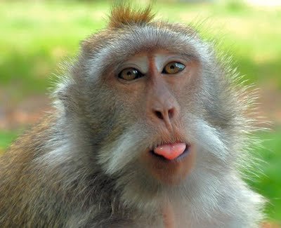 funnymonkey1