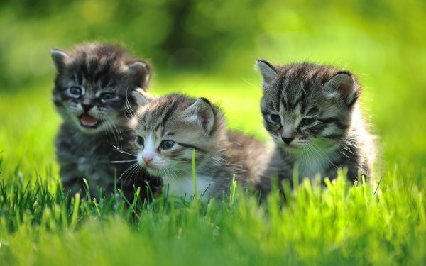 Baby Animals