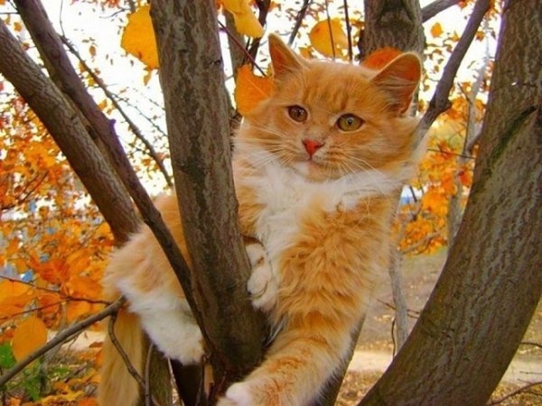 Кот и осенние листья (34)