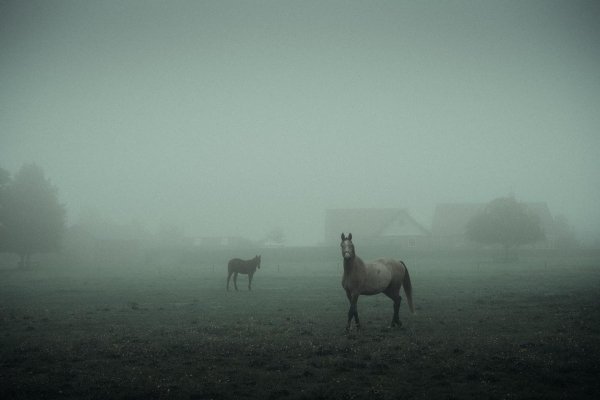 Нидерланды