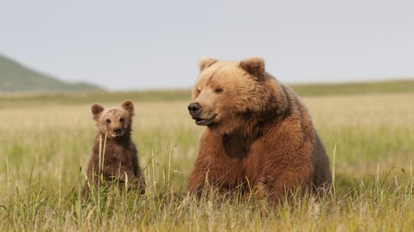 Animal Mothers 5