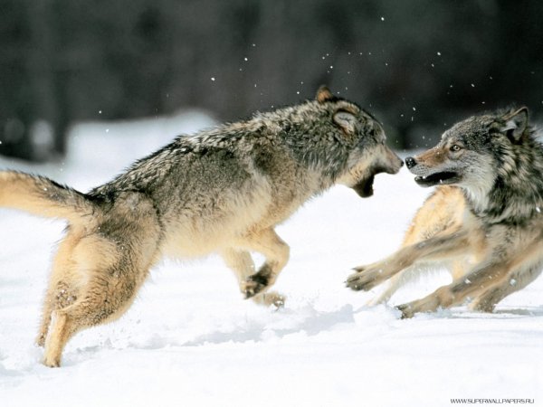Wolf (9)