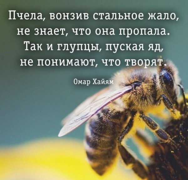 Пчела