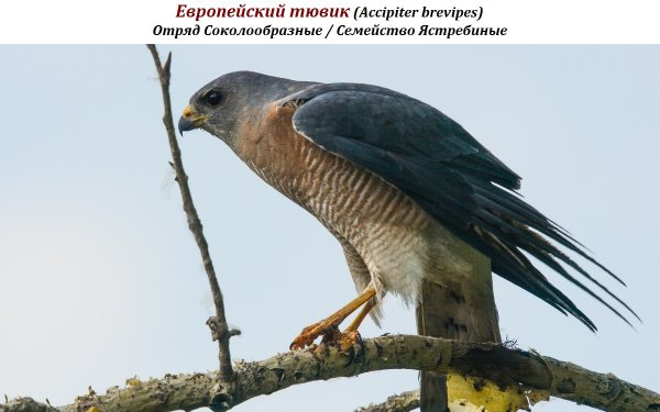 Европейский тювик (Accipiter brevipes)