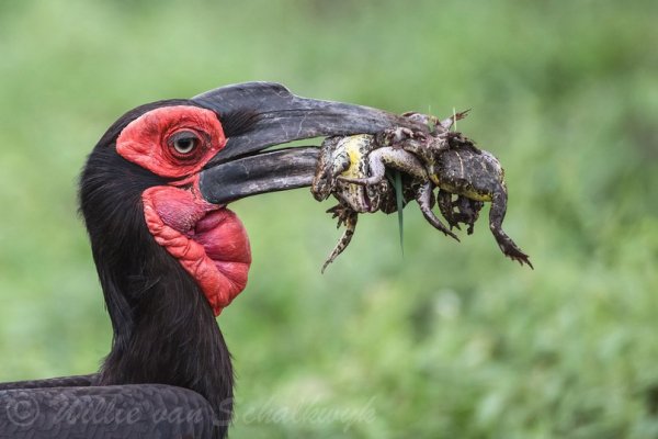 Кафрский рогатый ворон