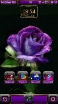 rose