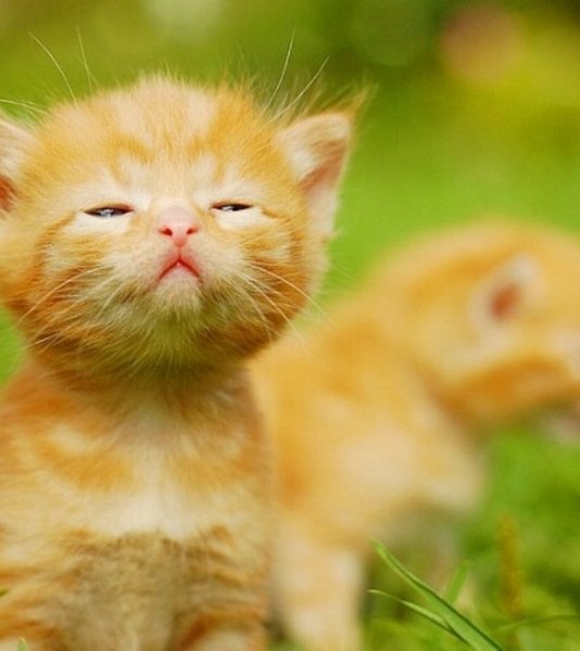 Рыжий котёнок (2)