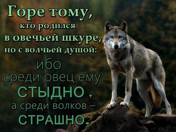 Волк