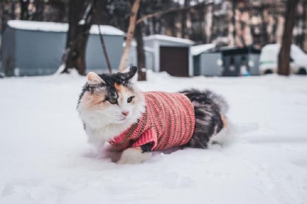 Зимние коты (35)