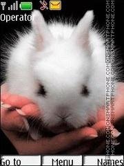 rabbit-animated