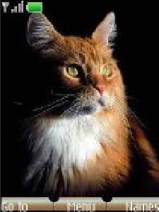 cats-