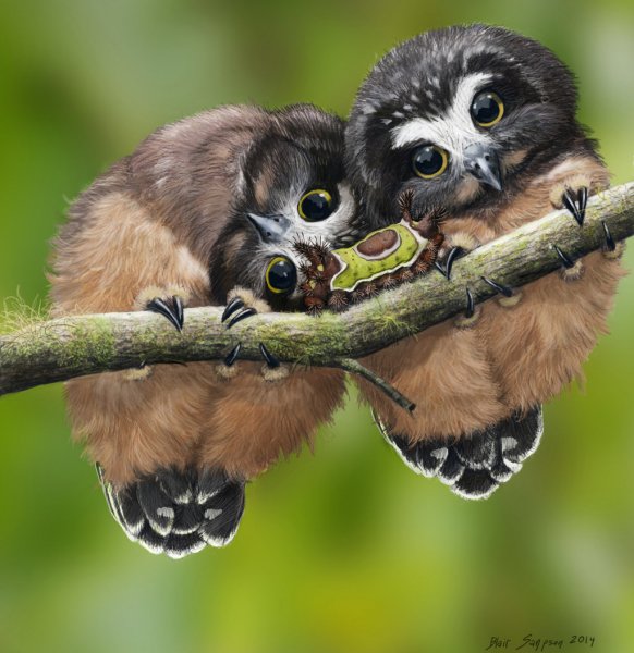 baby saw whet owls and saddleback caterpillar by psithyrus-d7