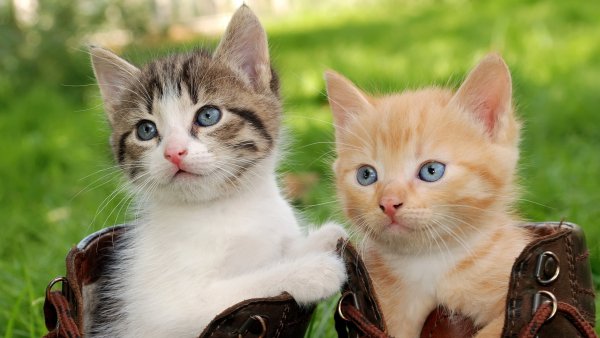 Cats-Kittens-Two