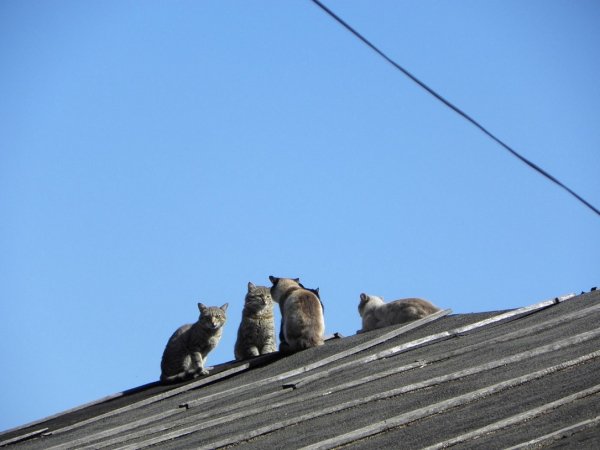 Коты на крыше (7)