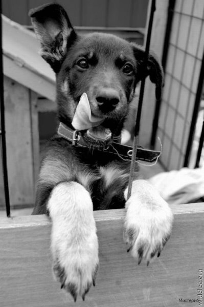 cute puppies 64
