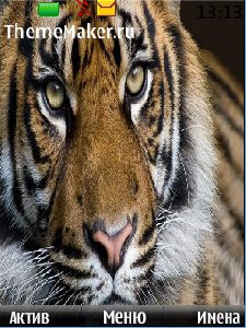tigr