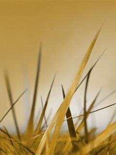 Grass-sun